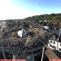 18_50-nest.jpg