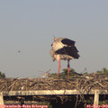 18_55-mast.jpg