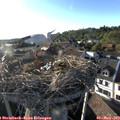 18_55-nest.jpg