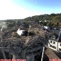 19_00-nest.jpg
