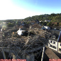 19_05-nest.jpg