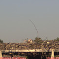 19_10-mast.jpg
