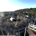 19_10-nest.jpg