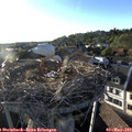 19_15-nest.jpg