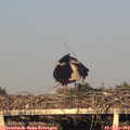 19_20-mast.jpg