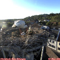 19_20-nest.jpg