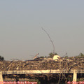 19_25-mast.jpg