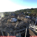 19_25-nest.jpg
