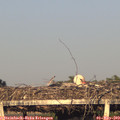 19_30-mast.jpg