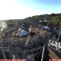 19_30-nest.jpg