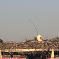 19_35-mast.jpg