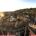 19_35-nest.jpg
