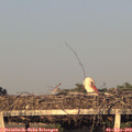 19_40-mast.jpg