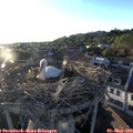 19_40-nest.jpg