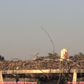 19_45-mast.jpg