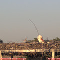 19_50-mast.jpg