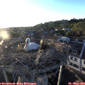 19_50-nest.jpg