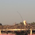 19_55-mast.jpg