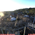19_55-nest.jpg