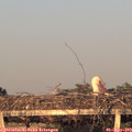 20_00-mast.jpg