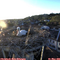 20_00-nest.jpg