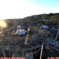 20_05-nest.jpg