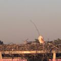 20_10-mast.jpg
