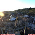 20_10-nest.jpg