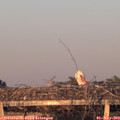 20_15-mast.jpg