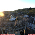 20_15-nest.jpg