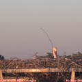 20_20-mast.jpg