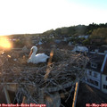 20_20-nest.jpg