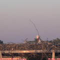 20_25-mast.jpg