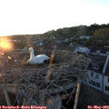 20_25-nest.jpg