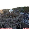 20_30-nest.jpg