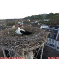 06_00-nest.jpg
