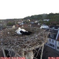 06_05-nest.jpg