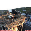 06_10-nest.jpg