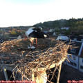 06_15-nest.jpg