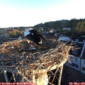 06_20-nest.jpg