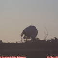 06_25-mast.jpg