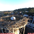 06_25-nest.jpg