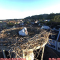 06_30-nest.jpg