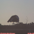 06_35-mast.jpg