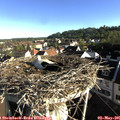 07_50-nest.jpg