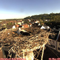 08_00-nest.jpg