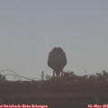 08_30-mast.jpg