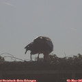08_40-mast.jpg