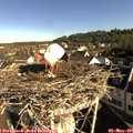 08_45-nest.jpg