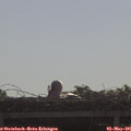 09_10-mast.jpg